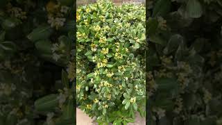 Beautiful Flowering Pittosporum Plant Care  Care amp Propagation of Pittosporum  RMG shorts [upl. by Evaleen]