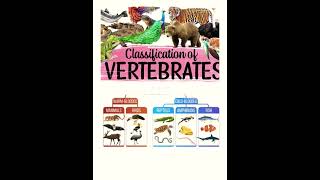 Classification of Vertebrates science biologyeducation [upl. by Thgiwd]