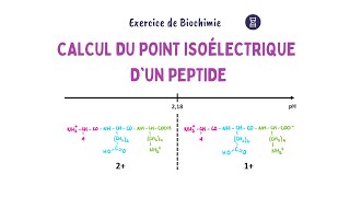 Déterminer le pHi d’un peptide  Biochimie Facile [upl. by Baillie397]