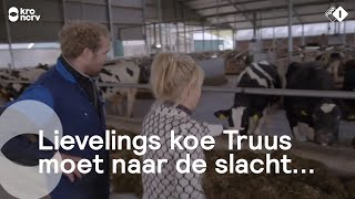 Vanwege de regelgeving verkeert Boer Frans in zwaar weer  Onze boerderij [upl. by Miltie]