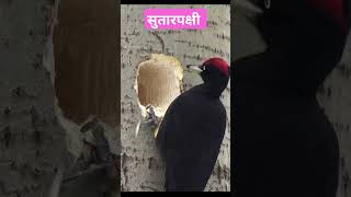 woodpecker  सुतारपक्षी viral trending birds shorts [upl. by Ellenwad247]