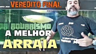 Qual Melhor ARRAIA p Jumbos  Veredito Final [upl. by Bone]