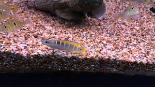 Crenicichla Compressiceps [upl. by Kerwinn]