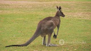 AI voice of kangoos 2024 KangarooVoices WildlifeCommunication NatureDocumentary [upl. by Islehc83]