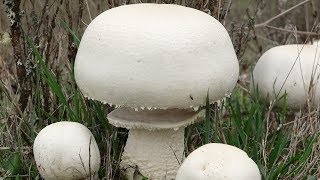 Agaricus arvensis  Champiñón Bola de nieve [upl. by Charley]