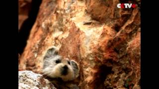 Rare Ili pika captured by cameras for first time in two decades in northwest China [upl. by Artcele]