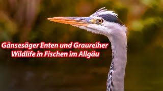 Gänsesäger Enten und Graureiher Wildlife in Fischen im Allgäu [upl. by Newo]