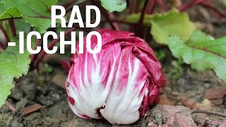 What is Radicchio amp Its Health Benefits [upl. by Carina]