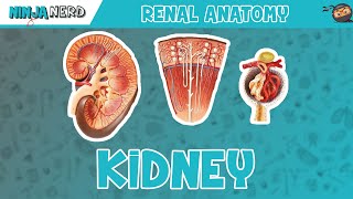 Renal  Kidney Anatomy Model [upl. by Myrna]