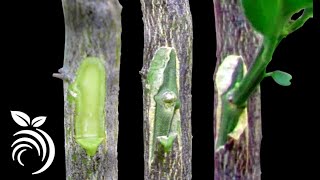 طرق تطعيم الأشجار Methods of grafting trees [upl. by Recha]