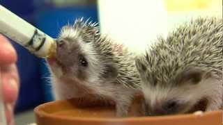 Cutest Baby Hedgehogs Ever  Cincinnati Zoo [upl. by Adnoraj]