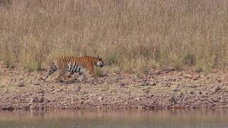 COLLARWALI ENTERING SONAMS TERRITORY TELIA LAKE TADOBAtiger wildlife safari animals wild [upl. by Cordie445]