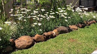 Como fazer mudas de margaridas  chrysanthemum anethifolium [upl. by Suollecram]