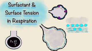 Surfactant and Surface Tension in Respiration  Breathing Mechanics  Respiratory Physiology [upl. by Spiro509]