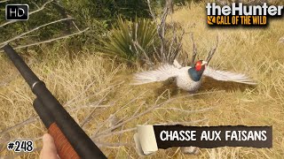 THEHUNTER CALL OF THE WILD 248 UNE CHASSE AUX FAISANS AU CALIBRE 16 SUR LA MAP RANCHO DEL ARROYO [upl. by Deys]