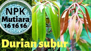 Cara pemupukan durian agar cepat tumbuh dan subur dengan pupuk npk mutiara dirumhsaja [upl. by Allcot]