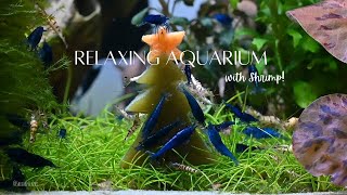 Relaxing Aquarium with Shrimp Holiday Special [upl. by Kuhlman]