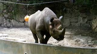 Ueno Zoological Gardens  Diceros bicornis michaeli ≪ Hooked  lipped rhinoseros ≫  ヒガシクロサイ [upl. by Aretha]