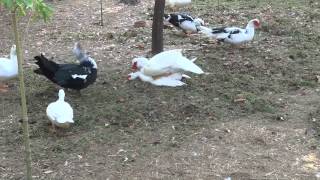 Muscovy Duck Cairina moschata ΔΗΜΟΤΙΚΟΣ ΚΗΠΟΣ ΧΑΝΙΩΝ [upl. by Zzabahs799]