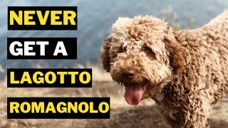 5 Reasons Why You Should Never Get a Lagotto Romagnolo Dog [upl. by Ynohtnakram153]