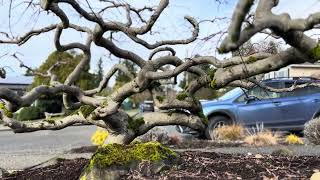 Pruning an interesting Japanese laceleaf maple in NE Seattle [upl. by Enaerb]