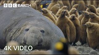 Incredible 4K Nature Scenes Narrated By David Attenborough  BBC Earth [upl. by Bilow229]