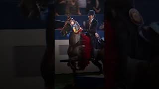 An Edit of Midds Delaney 😻😻😻 saddlebred saddleseat equestrian edit [upl. by Alric]