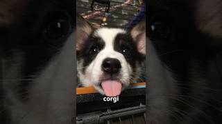 Corgis The Royal Clowns of the Dog World corgi dog dogs funny smalldogs attitude [upl. by Naujak17]