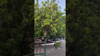 KERATON YOGYAKARTA shortvideo keratonyogyakarta shortvideo [upl. by Harman]