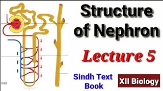 Structure of Nephron Lecture 5 [upl. by Yelsnit526]