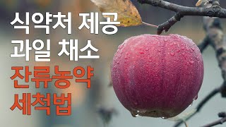 과일 채소 잔류 농약 세척법  식약처 발표 야채 과일 씻는법 [upl. by Hara463]