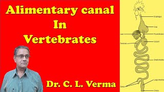 Alimentary canal in Vertebrates  Digestive system in Vertebrates [upl. by Talbert611]