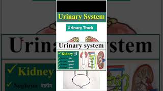 urinary system  excretory system  renal trending trendingshorts viralvideo shorts short [upl. by Thayne362]