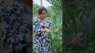 Brinjal Fry Curry Garden To Plate 🍆 Easy Brinjal Curry Recipe [upl. by Carolan]