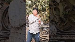 कल्पवृक्ष comedy viralvideos trending funny act actan [upl. by Farro]