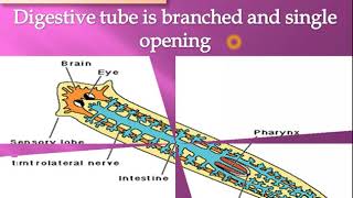 phylum platyhelminthes flatworm flame cells in platyhelminthes general characteristics [upl. by Rozina]