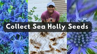 How To Collect Sea Holly Seeds  Save Harvest Eryngium Seeds [upl. by Alesiram]