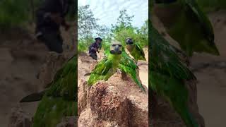 An old man sees a lot of parrots on the groundpart1parrot wildlife dance nature short gaming [upl. by Roldan]