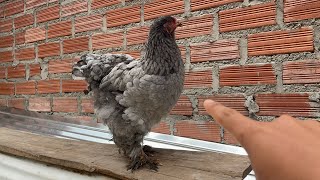 Próximamente crías de esta gallina con un nuevo reproductor [upl. by Nodnarg606]