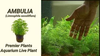 Ambulia plant care  Limnophila sessiliflora aquarium plant care with English Subtitle [upl. by Ruzich]