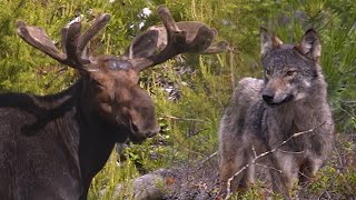 AU PAYS DU LOUP avec Gisèle Benoit Épisode 27 – Le marais des tyrans tritris [upl. by Saalocin]