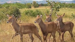 SOUTH AFRICA goliath giant heron waterbuck and more Kruger np 13 April 2019 [upl. by Tnecnivleahcim322]