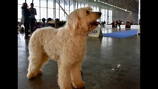 Barbet dog  Liguria Dog Show 2019 [upl. by Eiralav241]