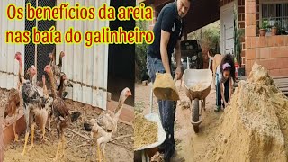 Os benefícios para as galinhas em colocar areia nos galinheiros [upl. by Anastas39]