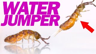 Springtails Secret Trick For Jumping On Water [upl. by Katey]