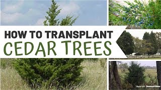 How to Transplant Cedar Trees 💚 Gardening [upl. by Collins]