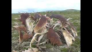 Moose Shed Hunting By Supercub [upl. by Ainaj]