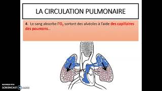 La circulation pulmonaire [upl. by Tubb]