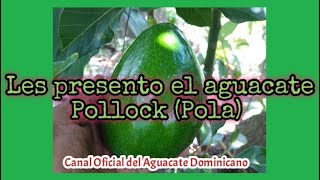 Les presento el aguacate variedad Pollock Pola [upl. by Hedda]