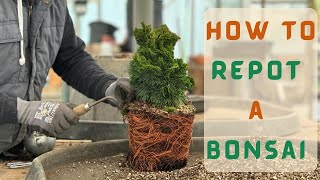 How to Repot A Bonsai [upl. by Donavon73]